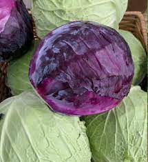 Cabbage