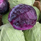 Cabbage